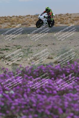 media/Jan-14-2023-SoCal Trackdays (Sat) [[497694156f]]/Turn 14 Exit Bloomig (145pm)/